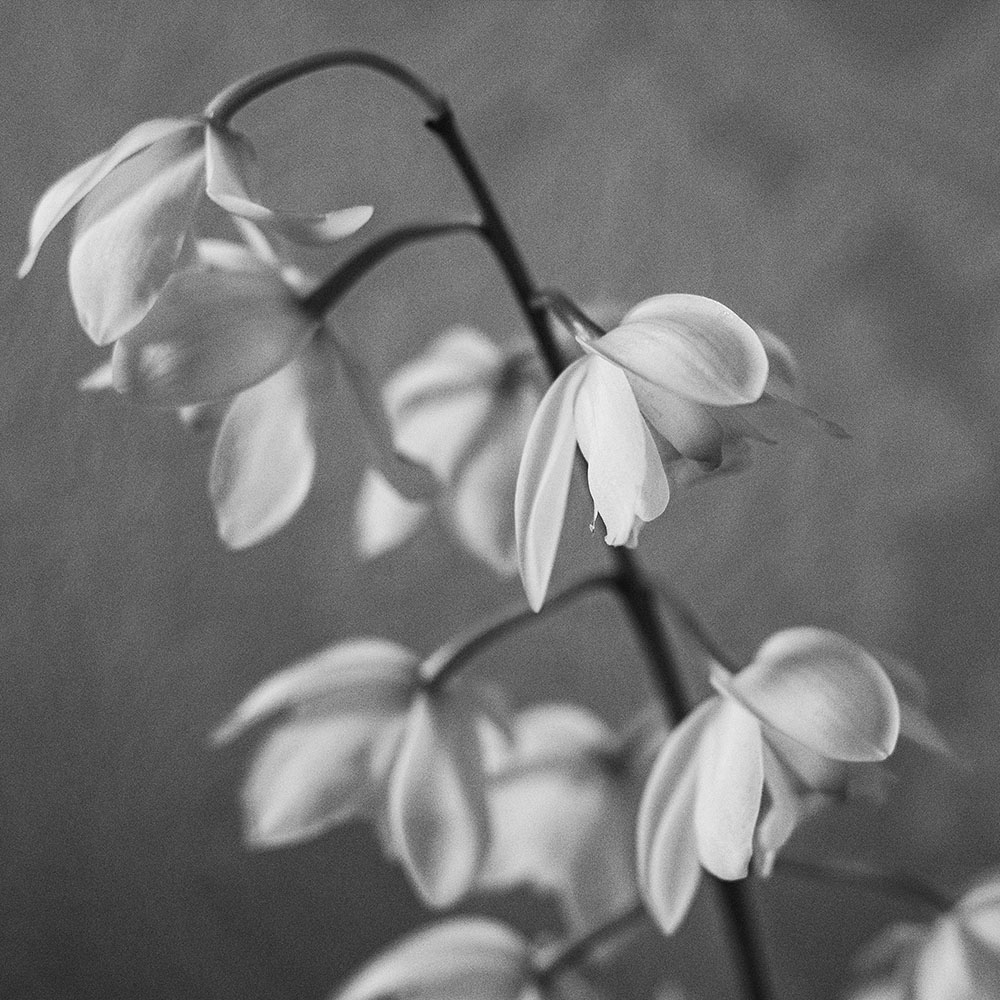 miskraam-claire-kelly-unsplash
